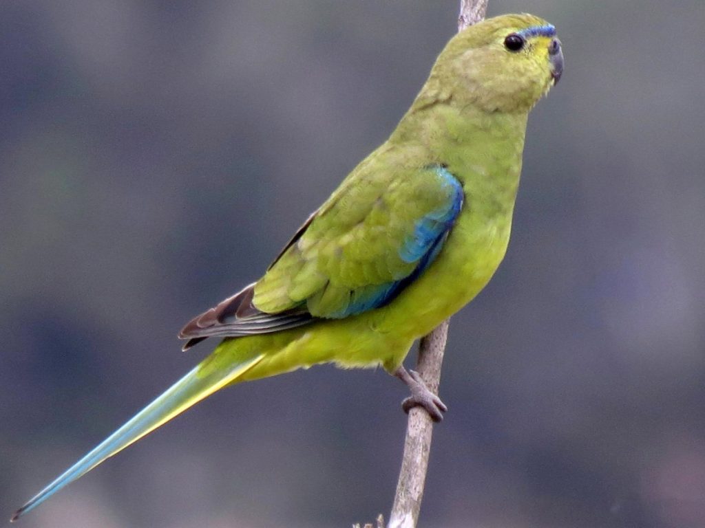 Elegant Parakeet