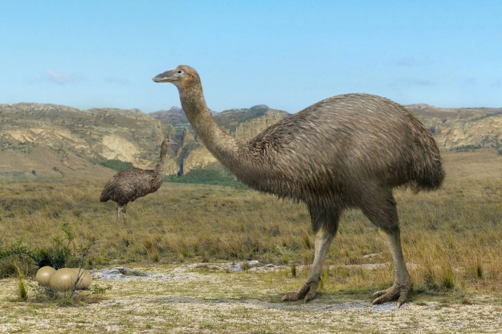 Elephant Bird