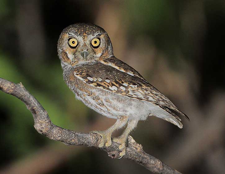 Elf owls