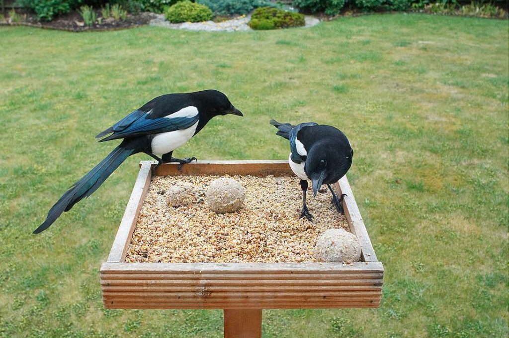Feeding Magpies in Your Backyard