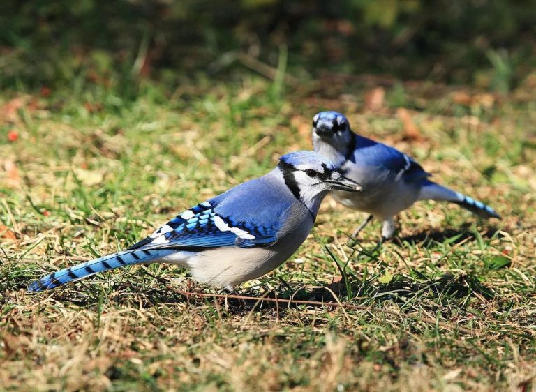 Female Blue Jays
