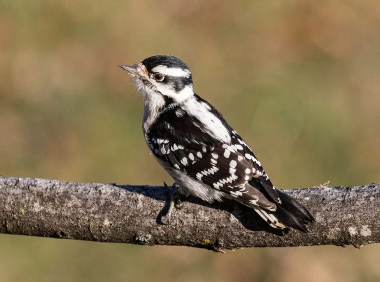 Female Downy Woodpecker