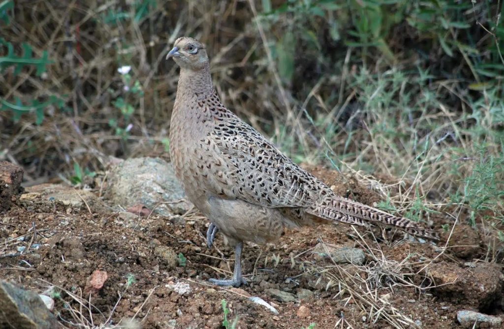 Identify a Female Pheasant