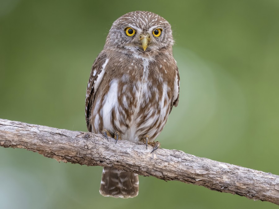 Ferruginous Pygmy-Owl