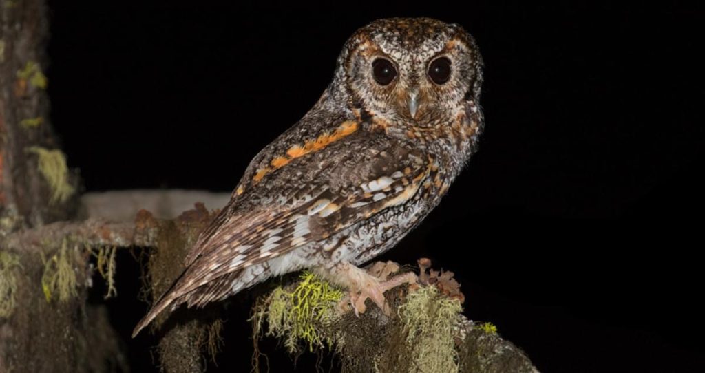 Flammulated Owls in Arizona