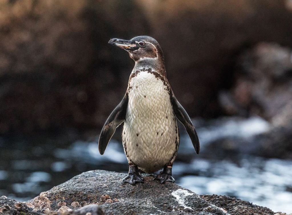Where Do Galápagos Penguin live?