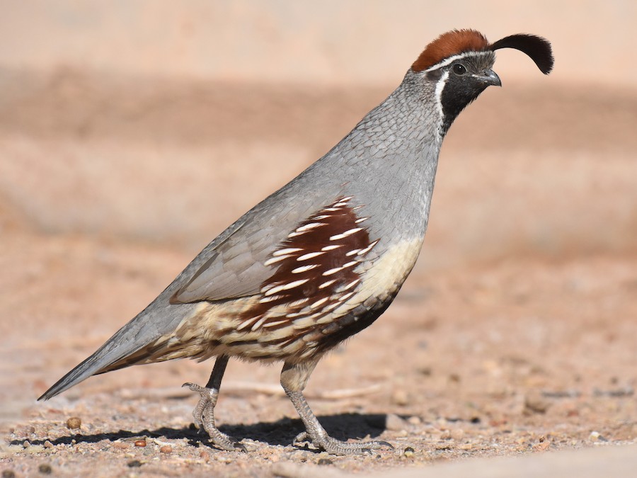 Gambel’s Quail