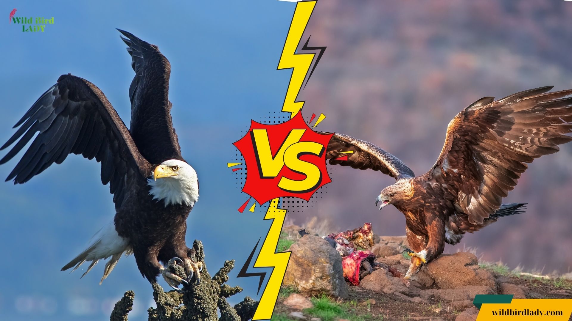 Golden Eagle vs Bald Eagle