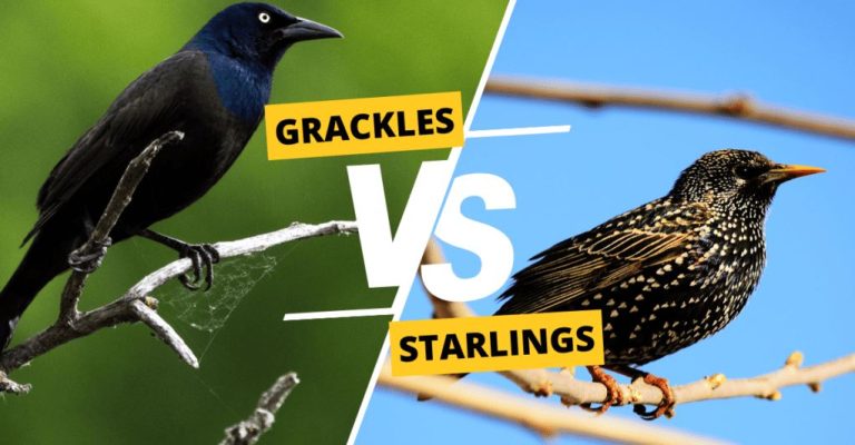 Grackle vs Starling