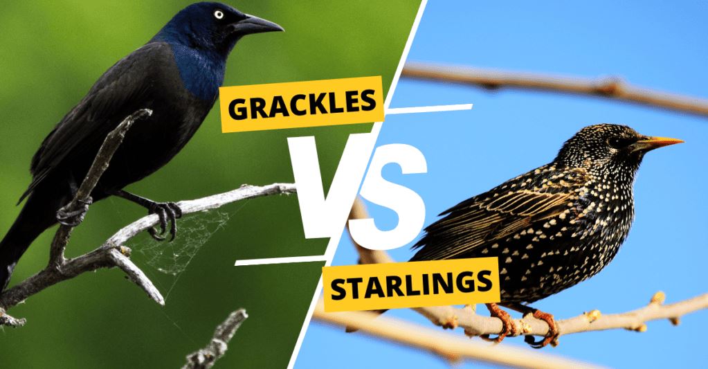 Grackle vs Starling