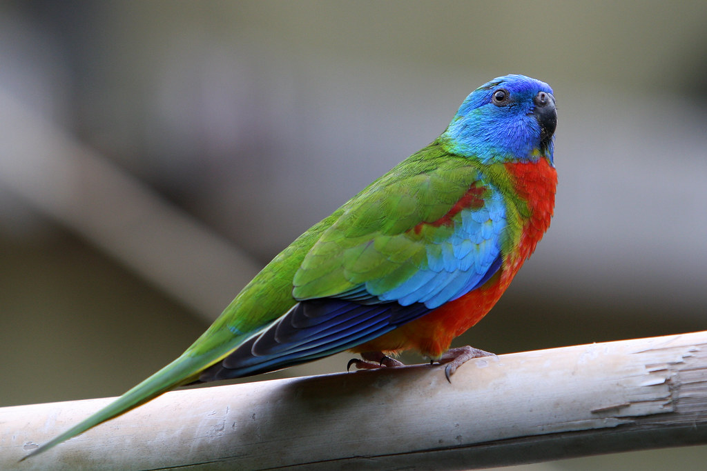 Grass Parakeet