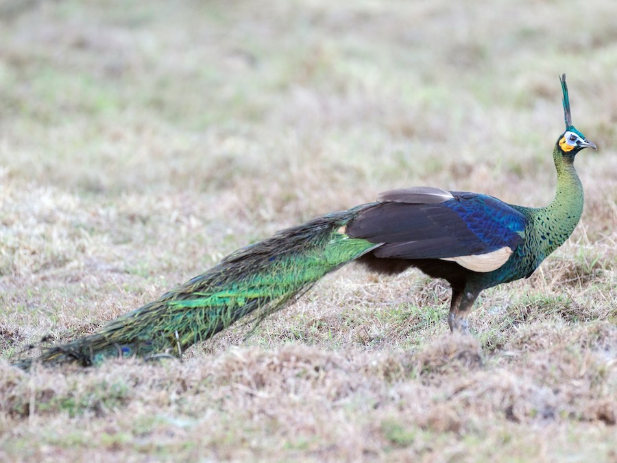 Green Peafowl