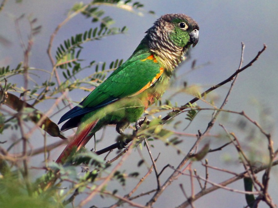 Green-cheeked Parakeet