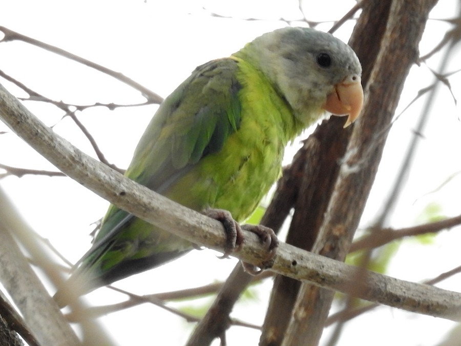 Grey-cheeked Parakeet