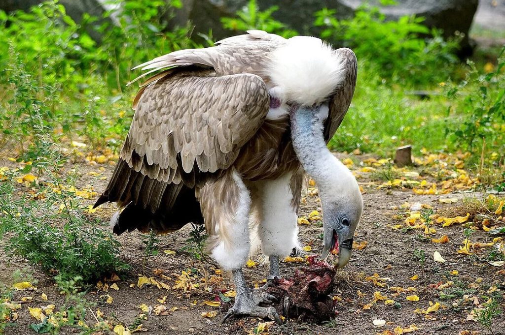 Griffon Vulture