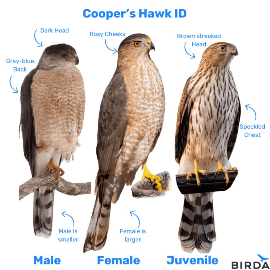 Hawks Male female and juvenile