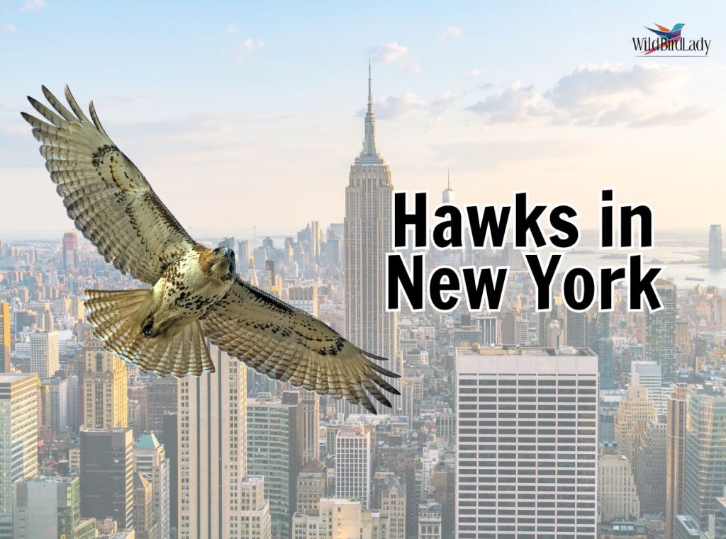 Hawks in New York