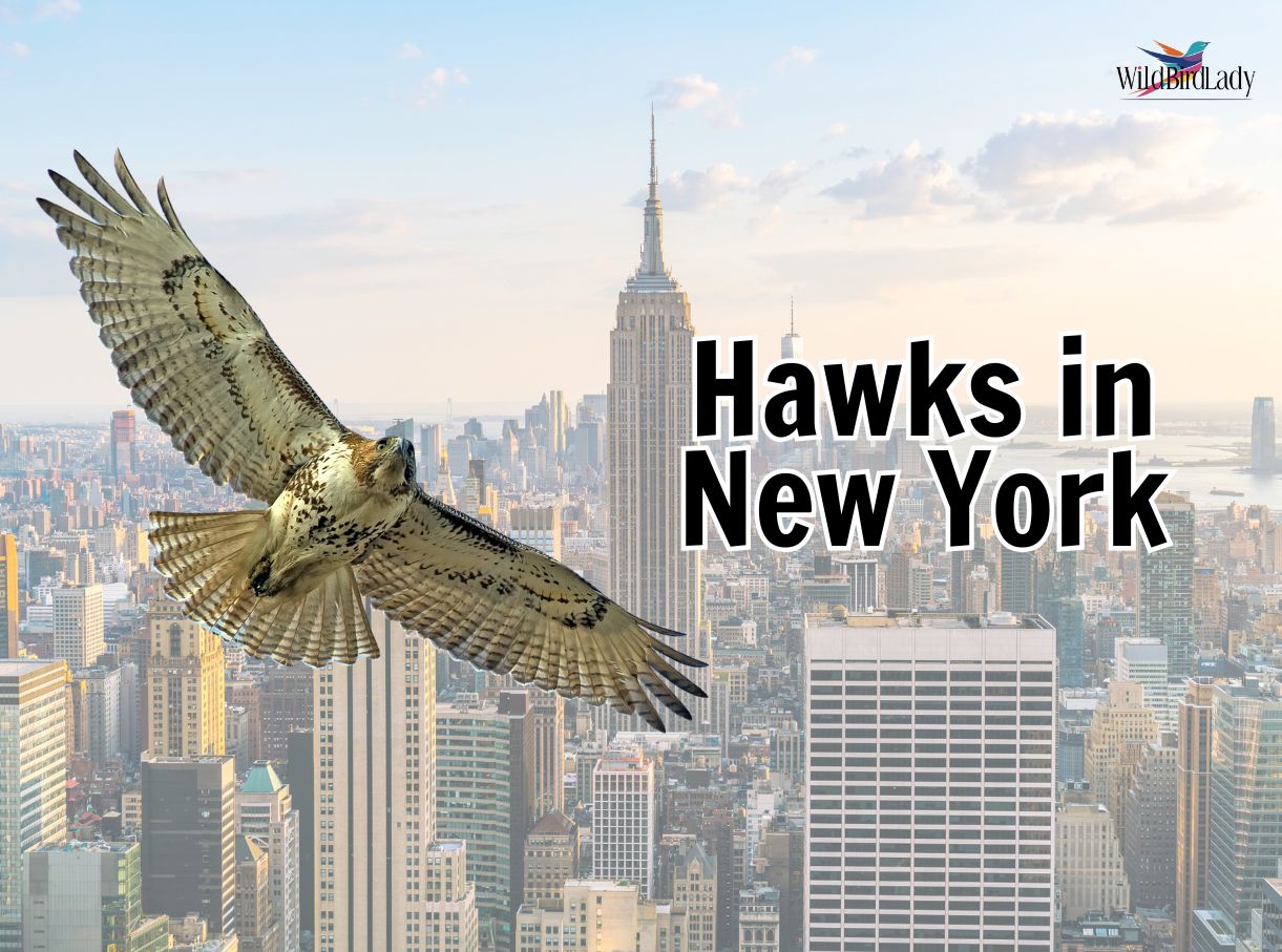 Hawks in New York