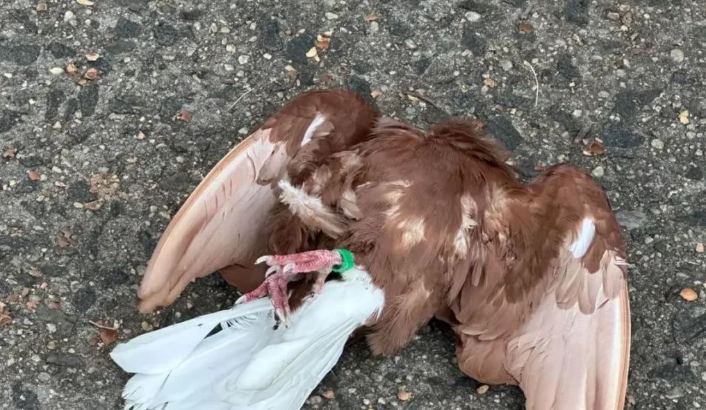 Headless Bird