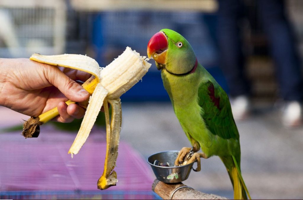 parrot eating banana