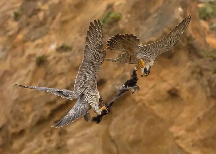 How Do Falcons Hunt?