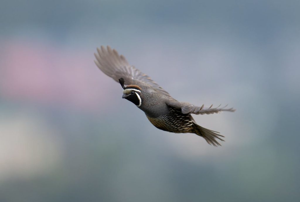 How High Can Quails Fly?