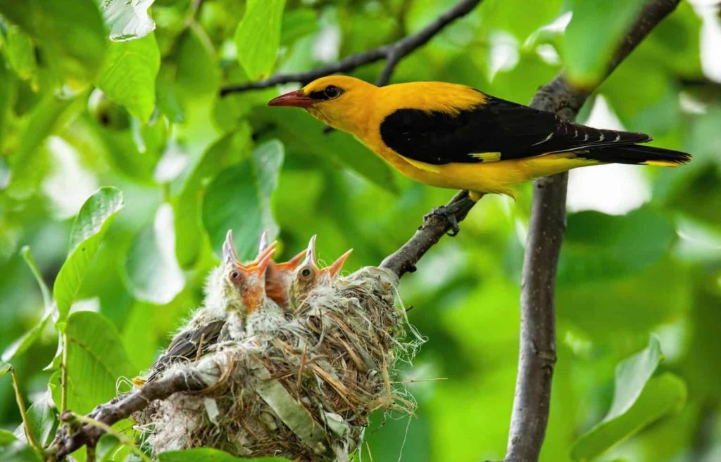 young oriole outside the nest
