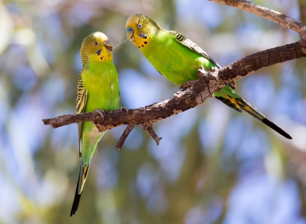 Average Lifespan of a Budgie