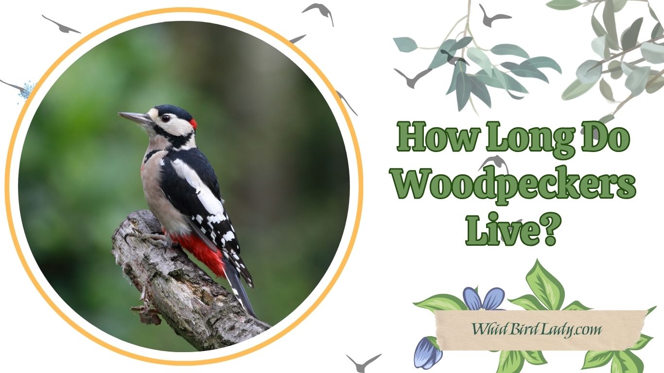 How Long Do Woodpeckers Live?