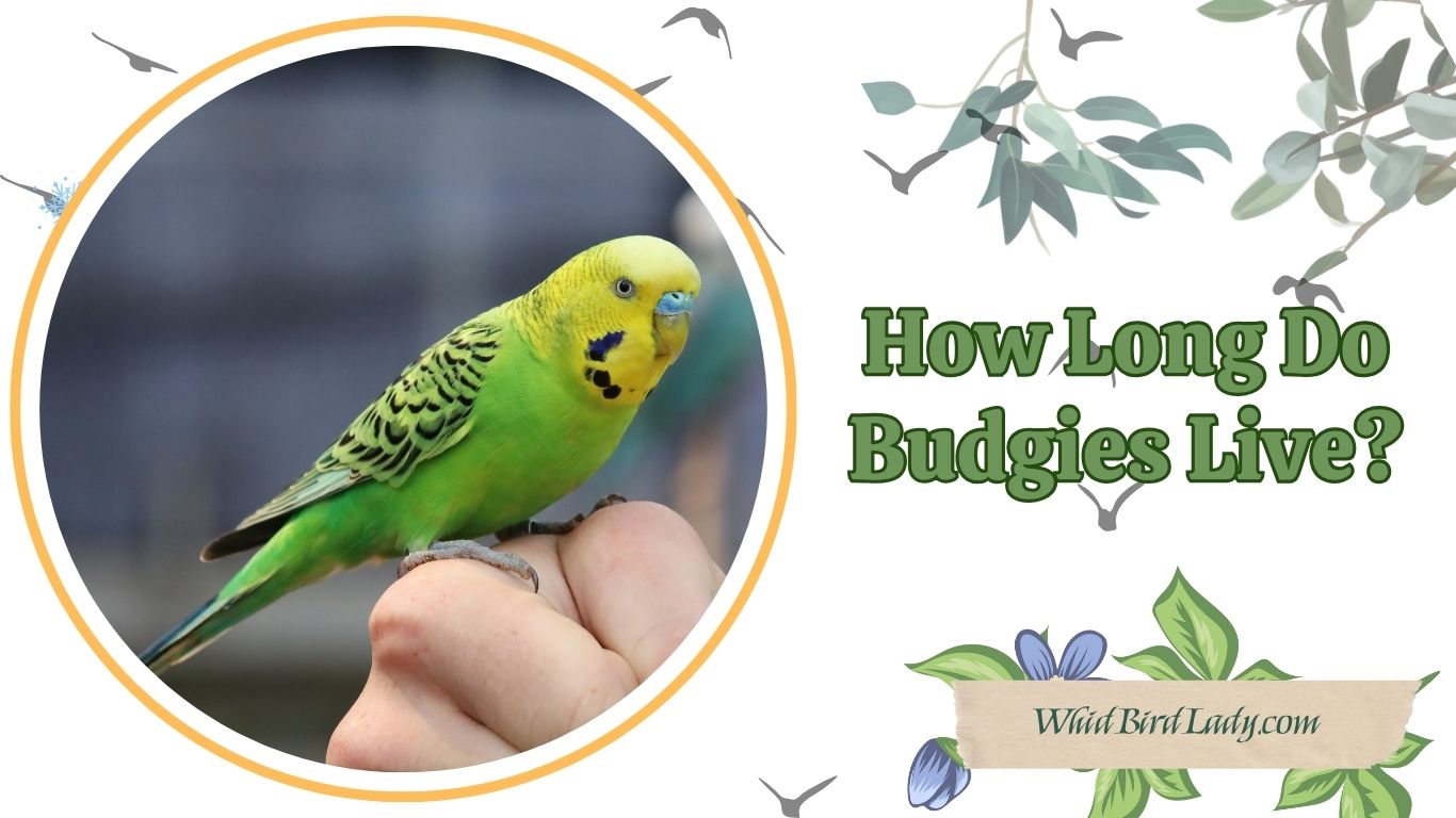how long do Budgies live?