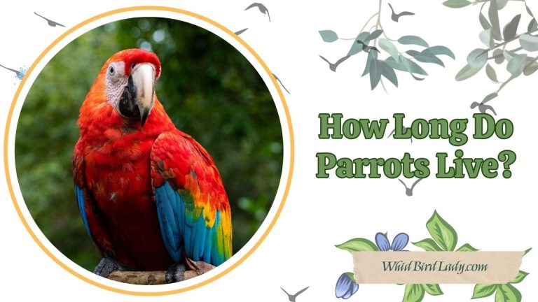 How long do Parrots live