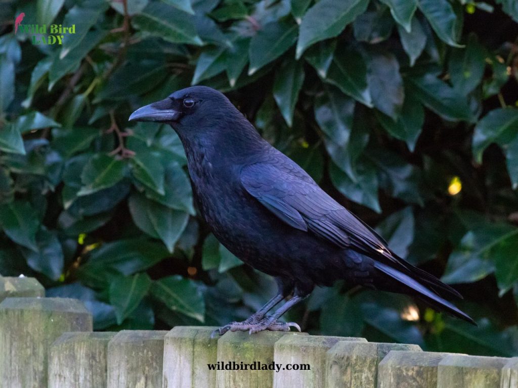 How to Attract Crows