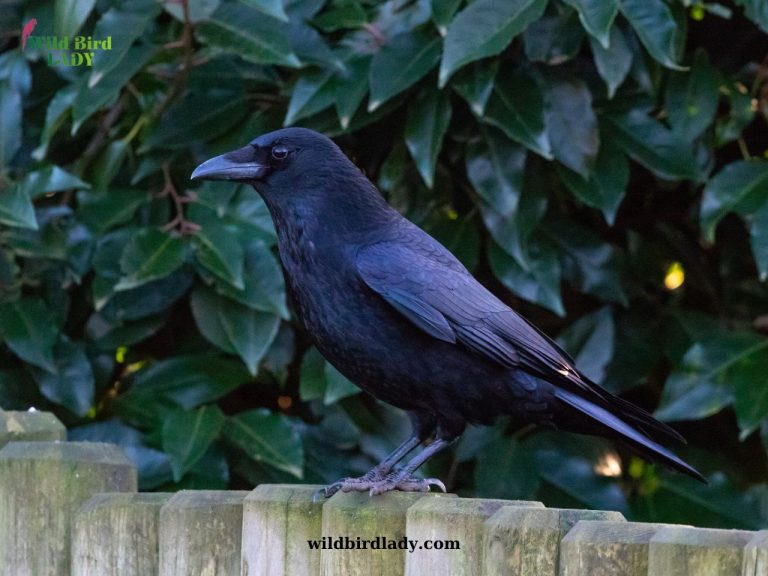 How to Attract Crows