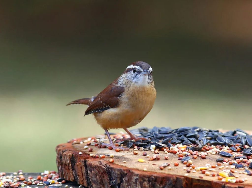 What Do Wrens Eat?