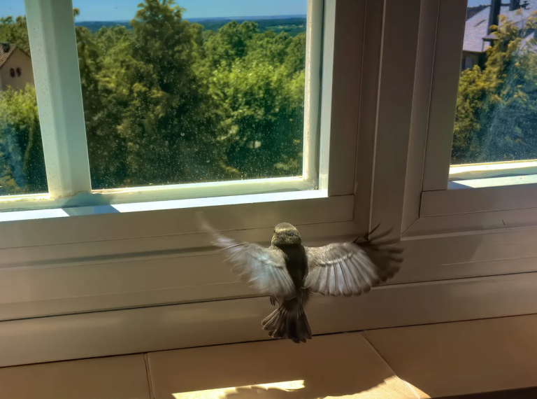 How to Get a Bird Out of Your House