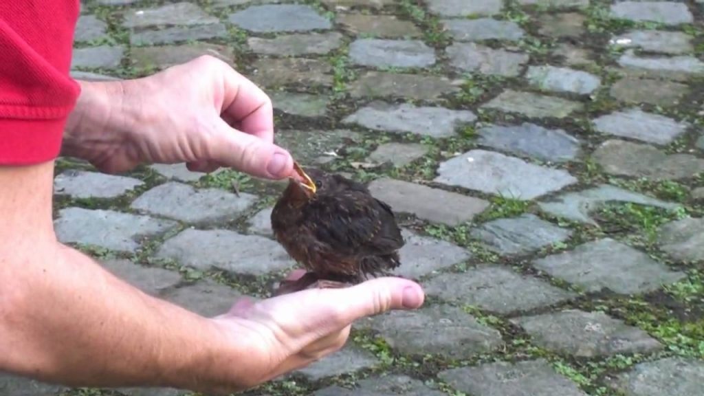 How to Help Baby Blackbirds in Your Garden