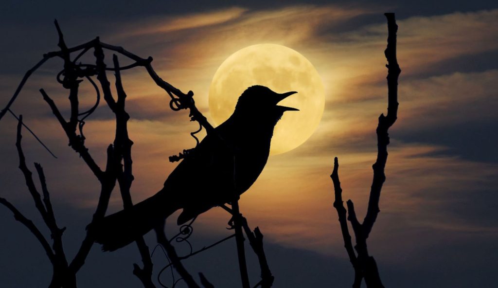 How to Identify Birds Singing at Night