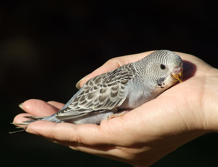 How to Properly Care for Baby Parakeets