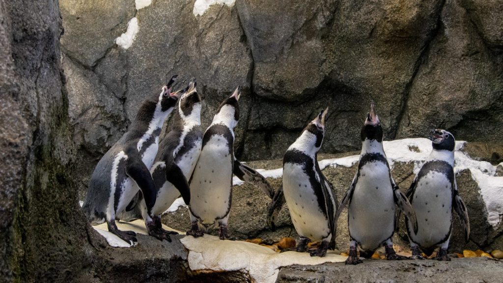 Where Do Humboldt Penguins live?