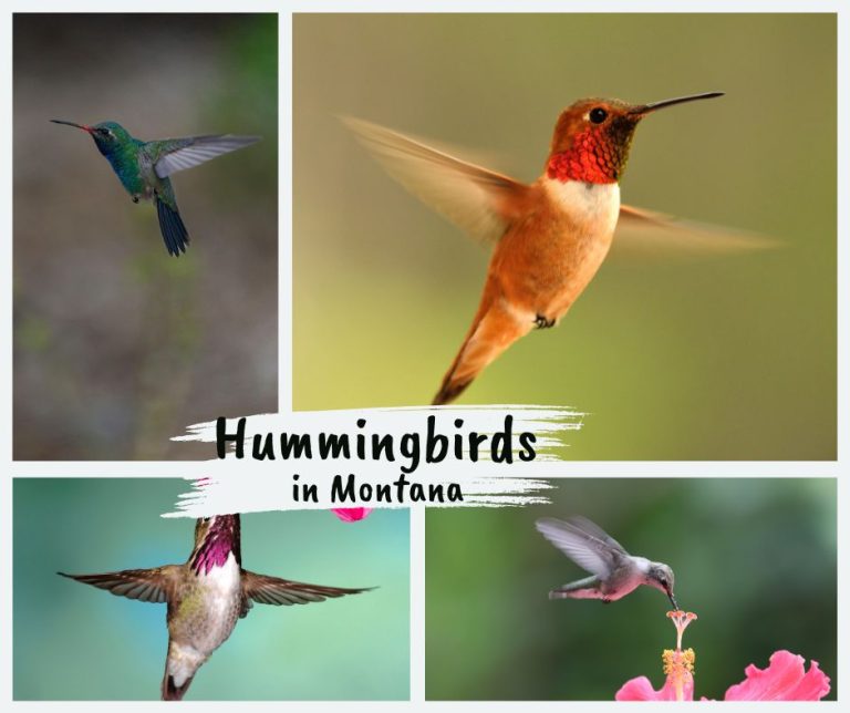 Hummingbirds in Montana