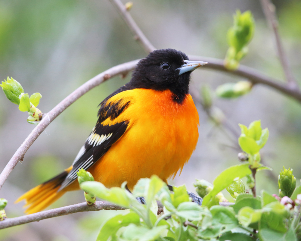 Icterus galbula