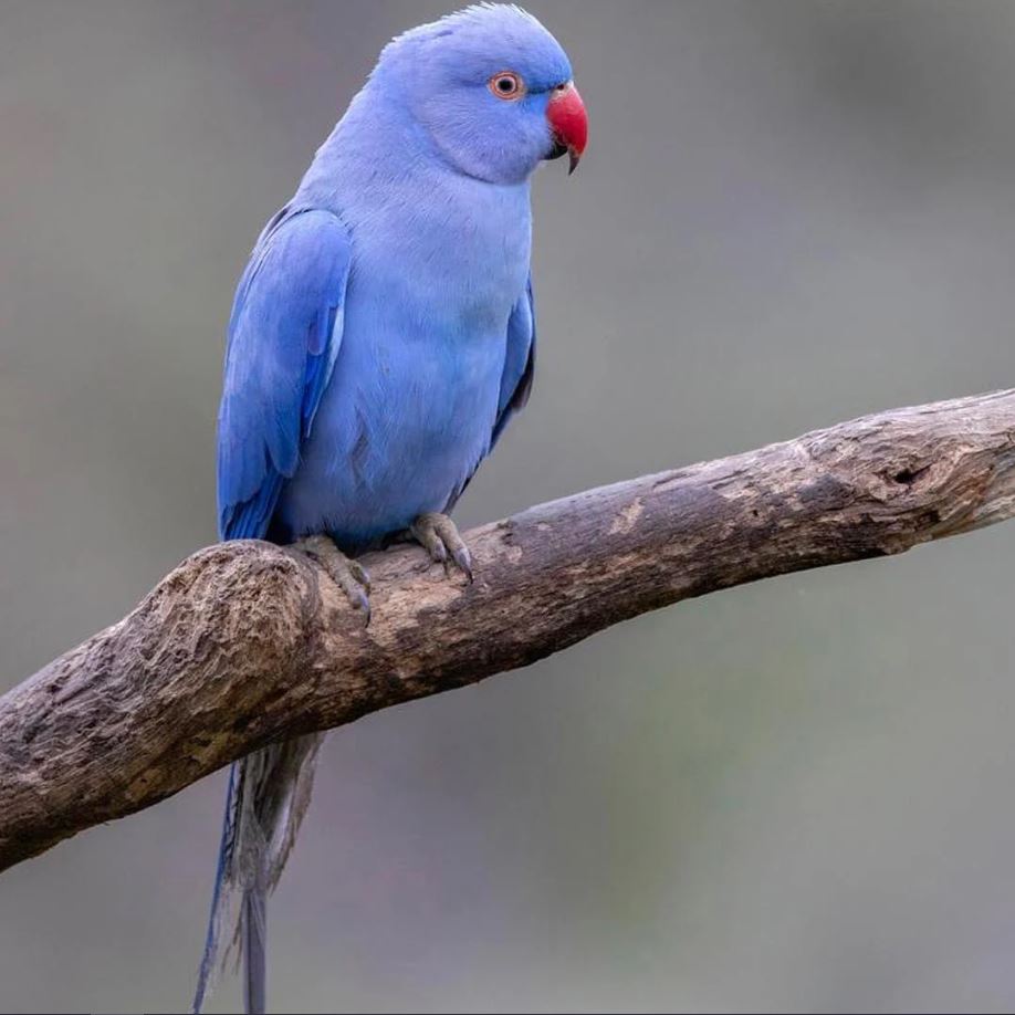Indian Ringneck Parakeets