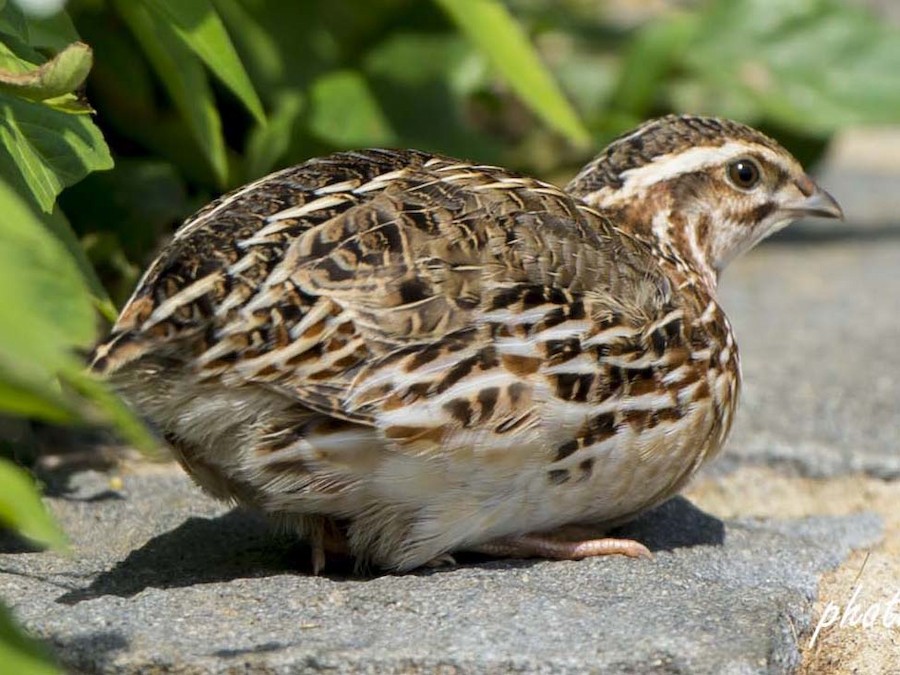 Japanese Quail