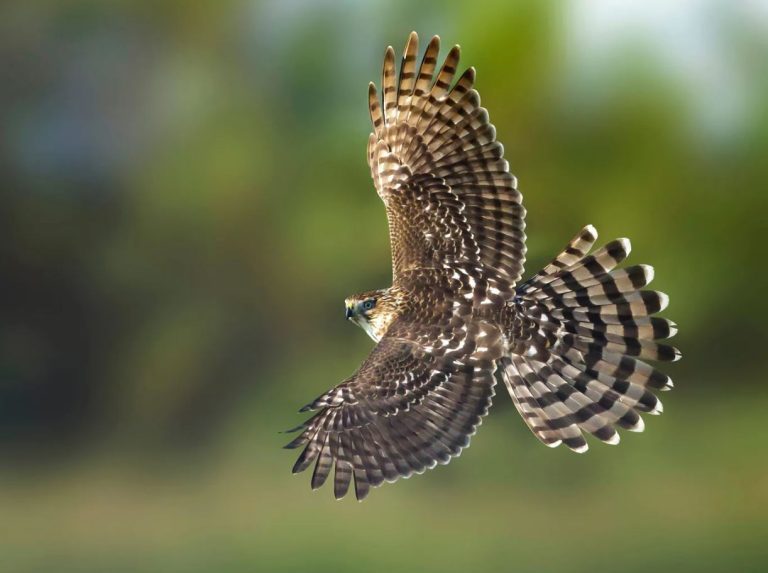 Juvenile Cooper’s Hawk
