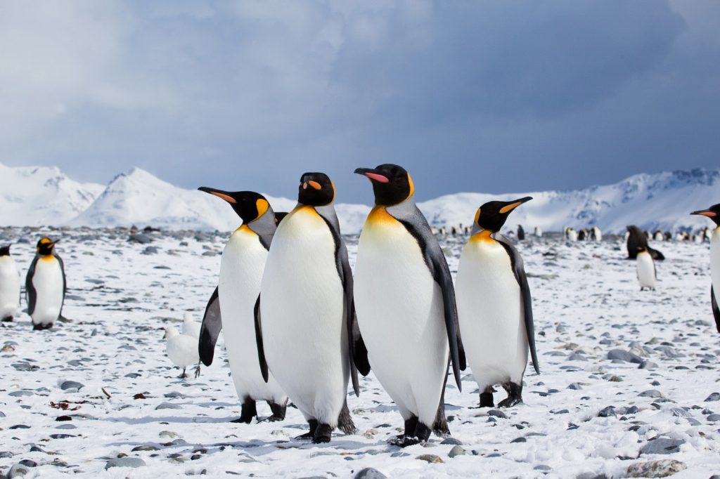 Where Do King Penguins live?