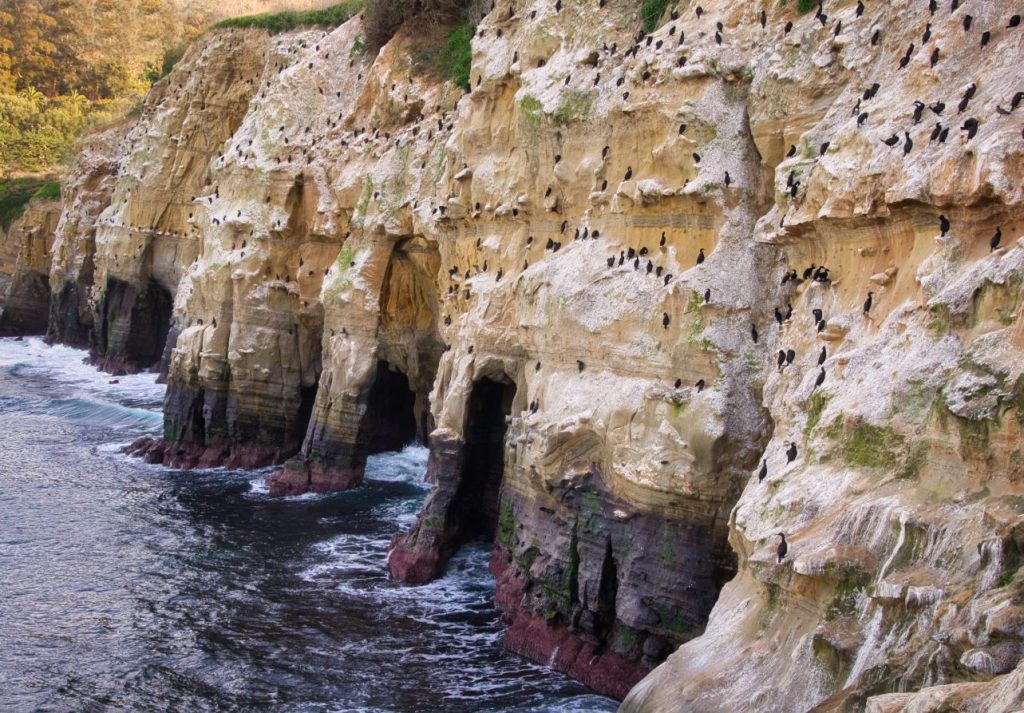 San Diego Birding Hot Spots