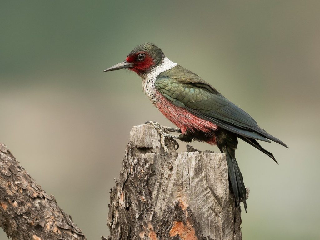 Lewis’s Woodpecker