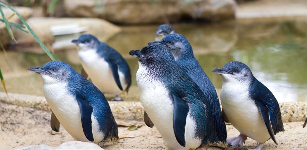 Where Do Little Blue Penguins live?
