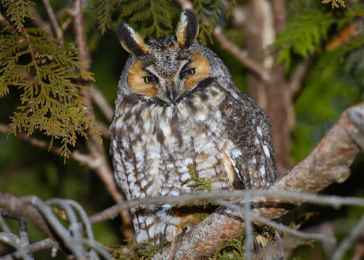 Long-eared Owl
