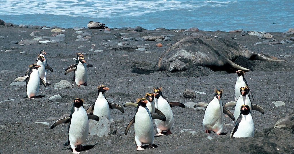 Where Do Macaroni Penguins live?